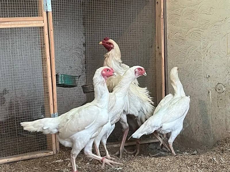 Shamo Chicks | Shamo Female | King Shamo | o shamo | Oh shamo 5