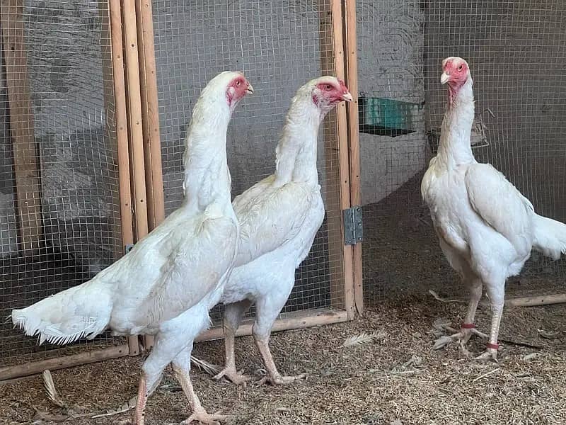 Shamo Chicks | Shamo Female | King Shamo | o shamo | Oh shamo 6