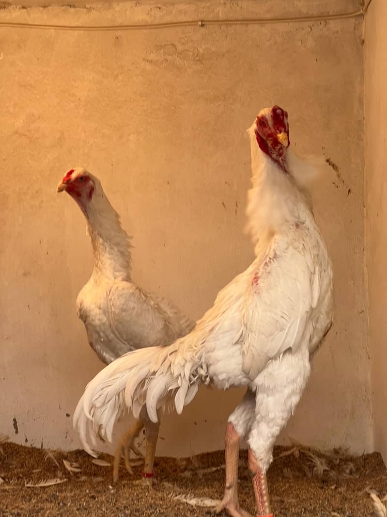 Shamo Chicks | Shamo Female | King Shamo | o shamo | Oh shamo 7