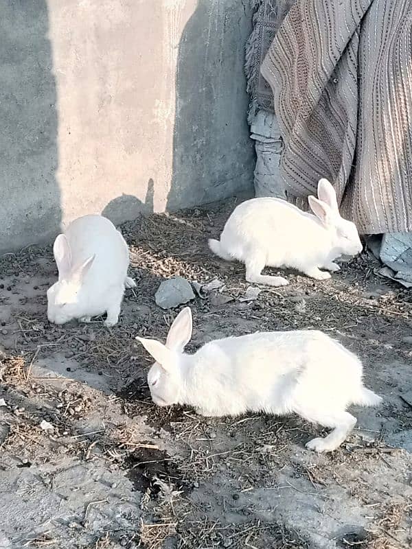 male female rabbits 0