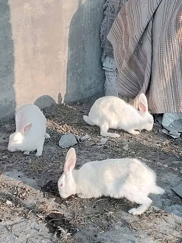 male female rabbits 1