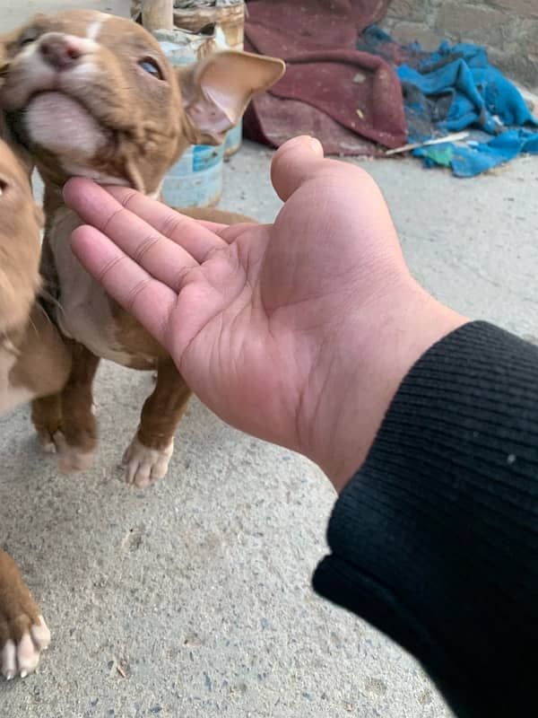 pitbul puppies 3