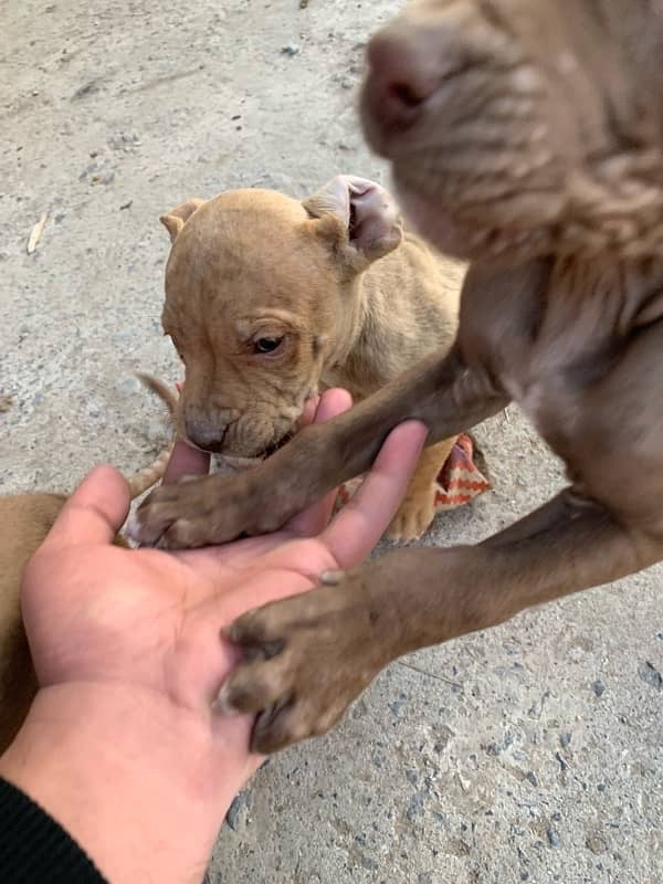 pitbul puppies 4