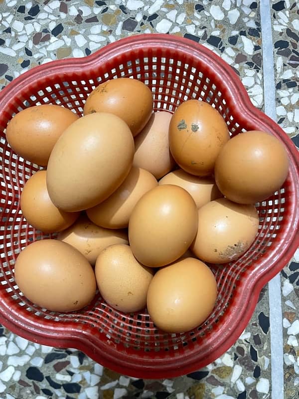 ghar ky Fresh eggs available ha 0