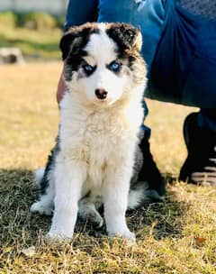 Siberian husky female available