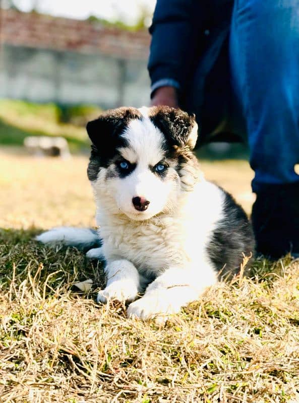 Siberian husky female available 1