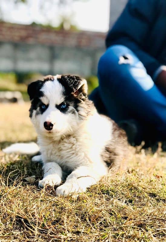 Siberian husky female available 2