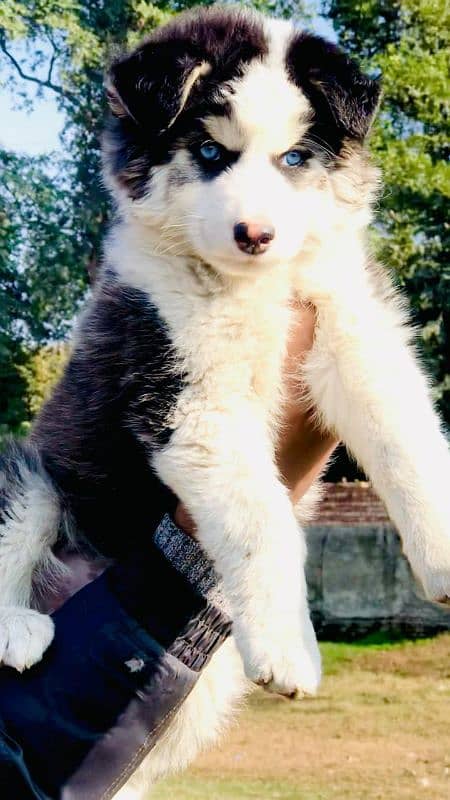 Siberian husky female available 3