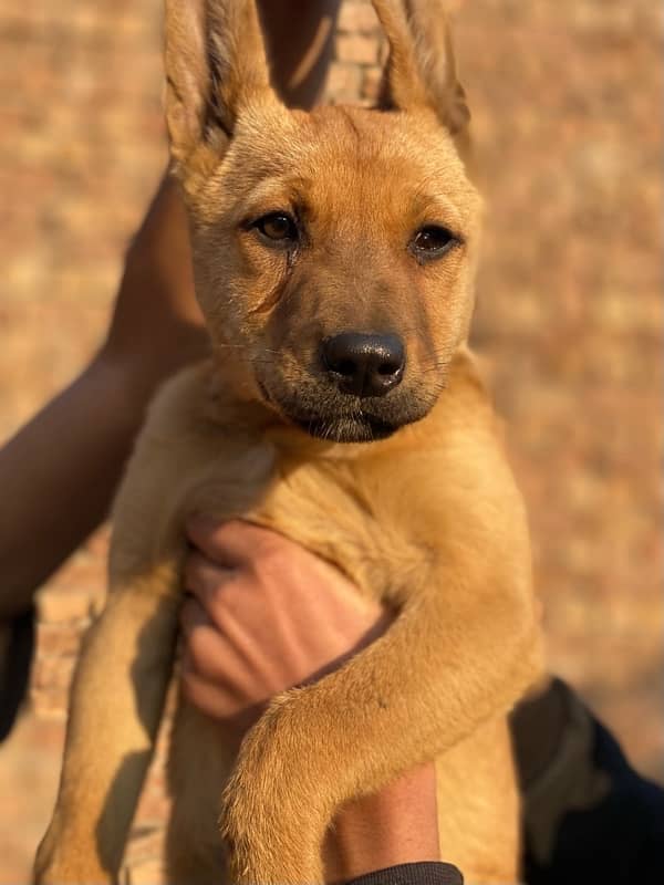 bully gultair puppy for sale ( ‪+92 370 4678376‬ ) 1