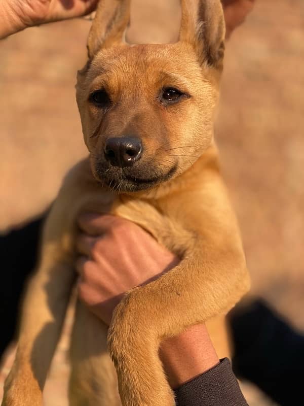 bully gultair puppy for sale ( ‪+92 370 4678376‬ ) 0