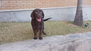 Labrador chocolate colour female pup