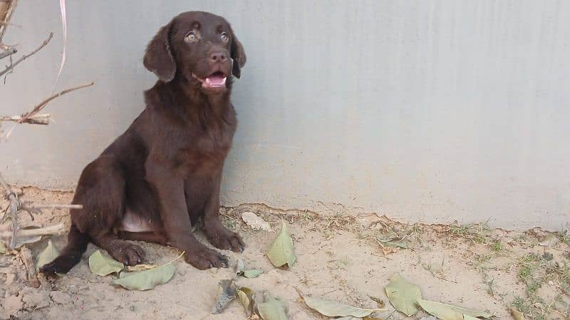 Labrador chocolate colour female pup 1