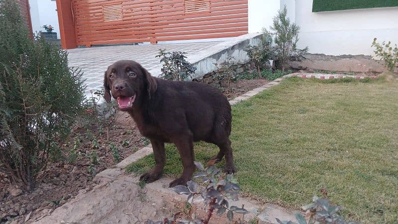 Labrador chocolate colour female pup 2