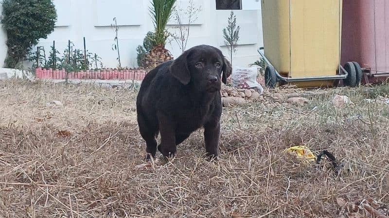 Labrador chocolate colour female pup 3