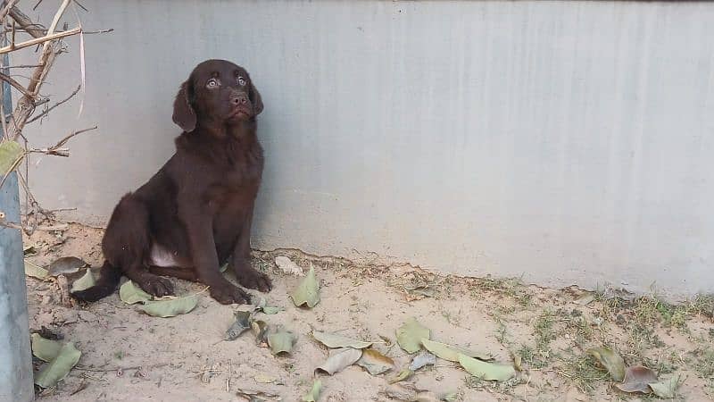 Labrador chocolate colour female pup 4