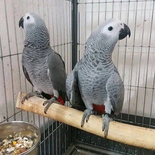 African grey parrot age 6 month 0