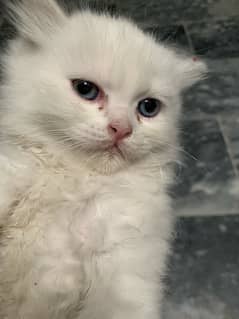 white kitten available