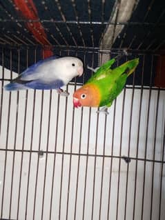 Lovebirds,parrot,cocktail,cage,albino,par