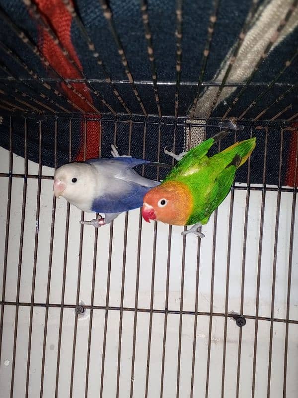 Lovebirds,parrot,cocktail,cage,albino,par blue,palefellow,0327-0277654 1