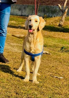 Golden retriever female available