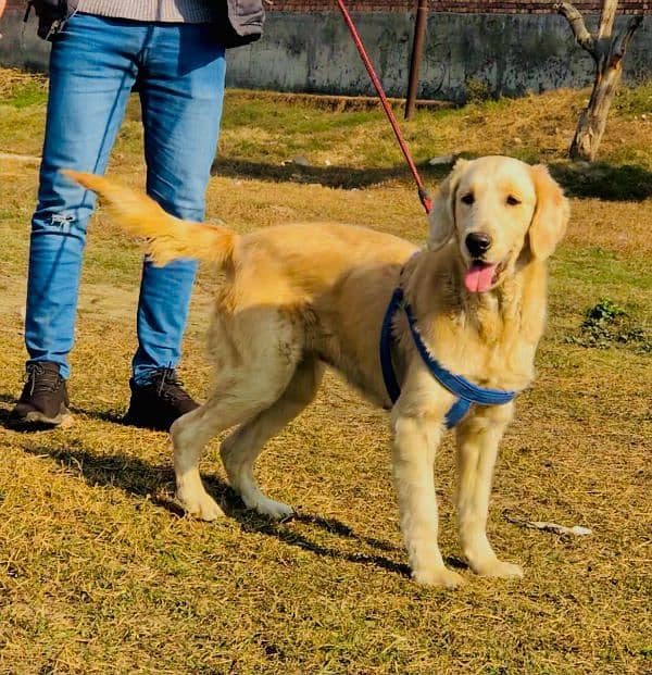 Golden retriever female available 1