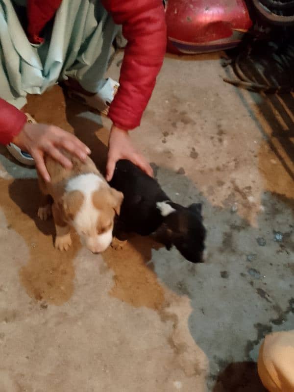 Bulldog puppy pair 3