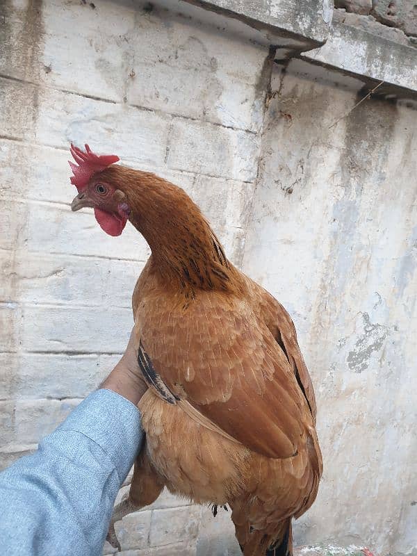 Pure Desi Hen 0