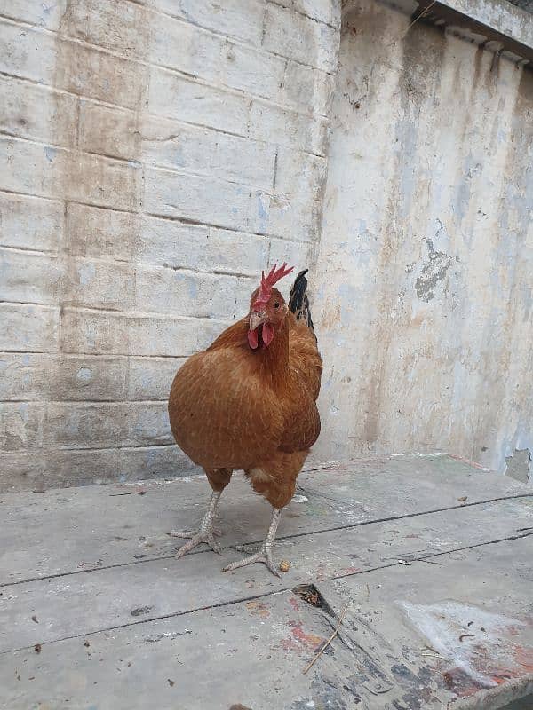 Pure Desi Hen 1