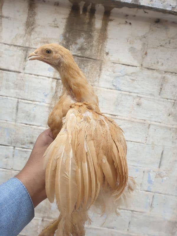 Pure Desi Hen 3