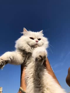 Persian cat for sale