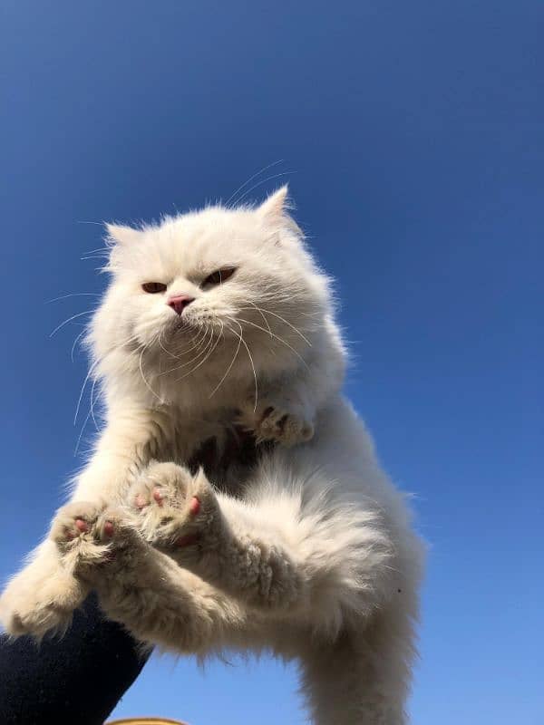 Persian cat for sale 1