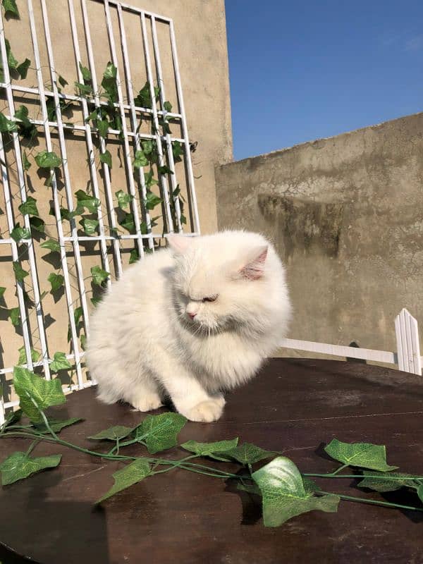 Persian cat for sale 3