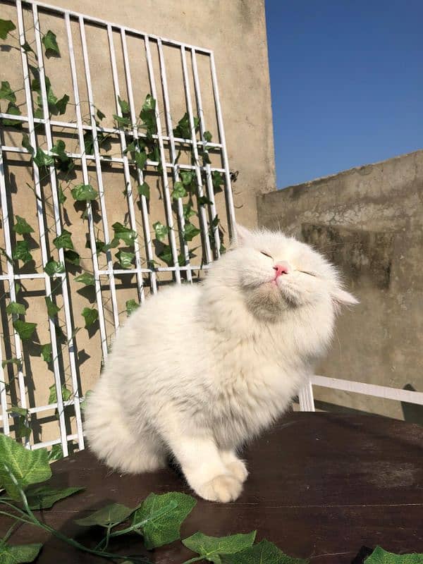 Persian cat for sale 4