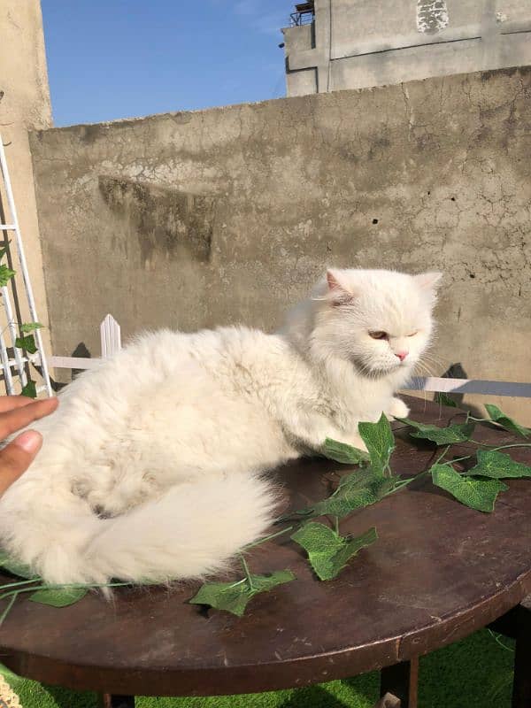 Persian cat for sale 5