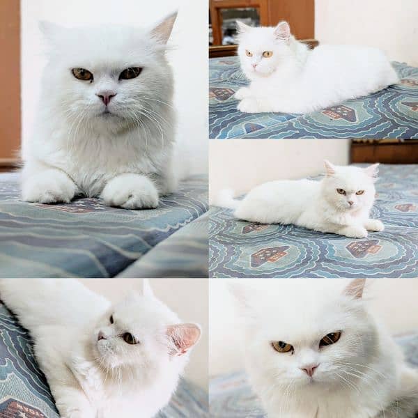 Persian cat for sale 6