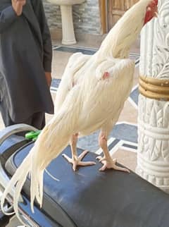 white heera beautiful bird