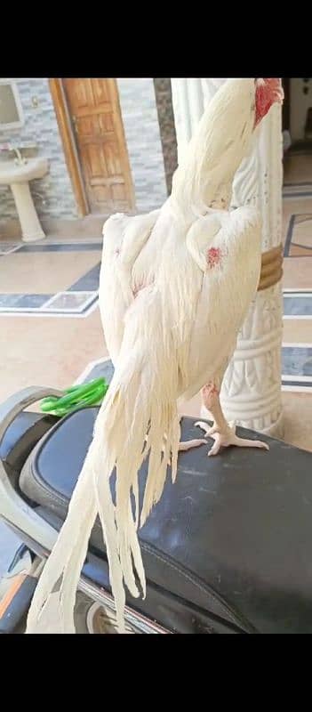 white heera beautiful bird 1