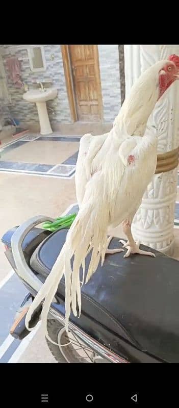 white heera beautiful bird 2