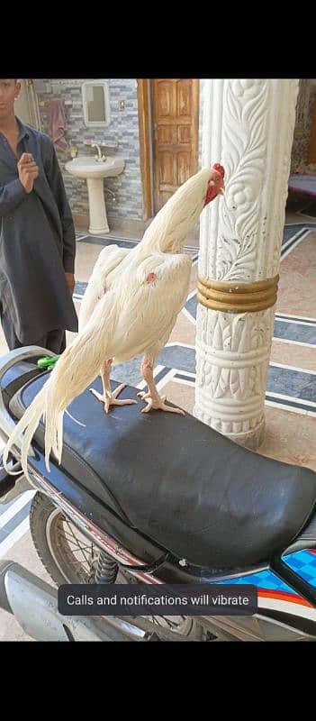 white heera beautiful bird 3