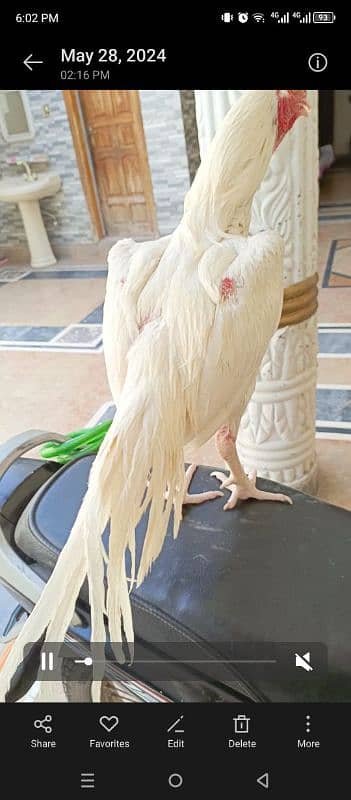 white heera beautiful bird 4