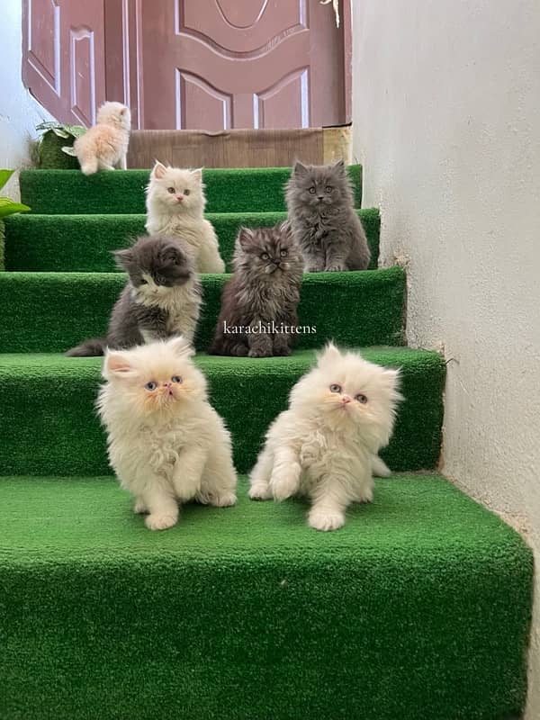 Persian kittens 0