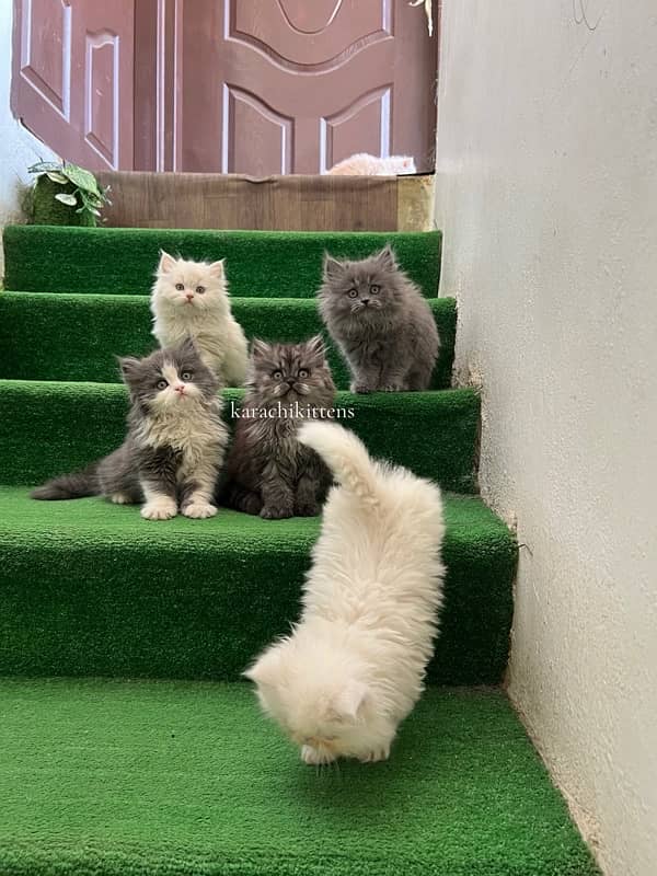 Persian kittens 1