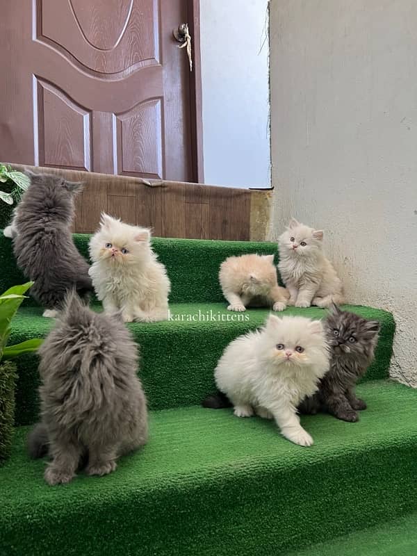 Persian kittens 2