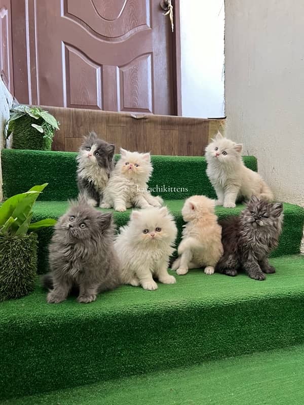 Persian kittens 3