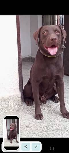 Chocolate Labrador Male