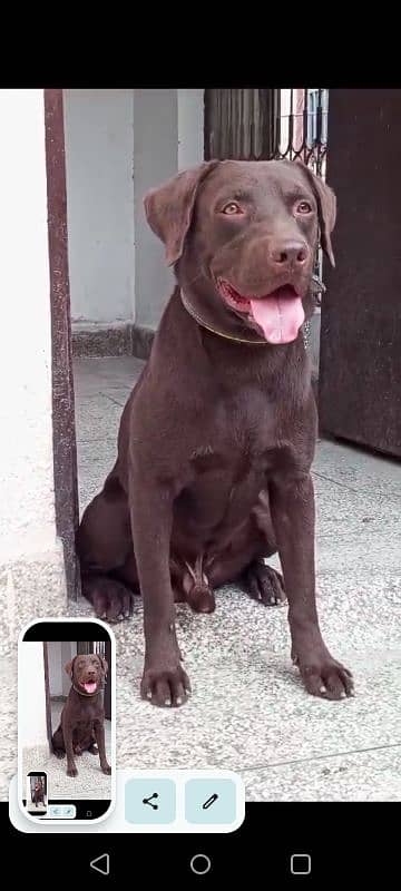 Chocolate Labrador Male 1