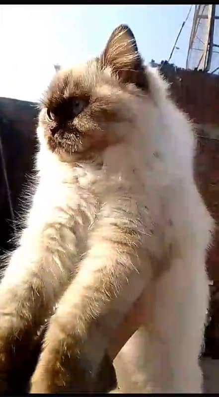 Persian Cat Female 9 Months 0