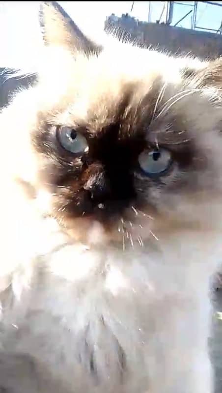 Persian Cat Female 9 Months 1