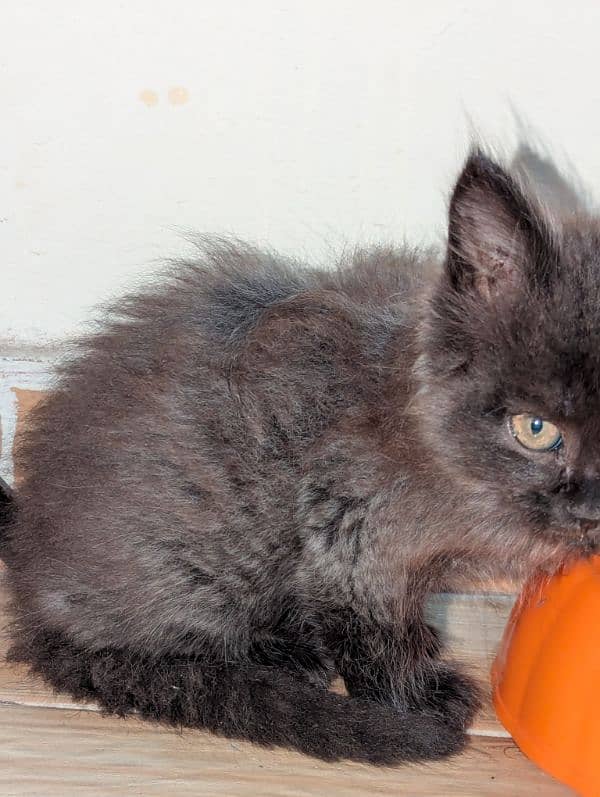 Persian kitten triple coated 3