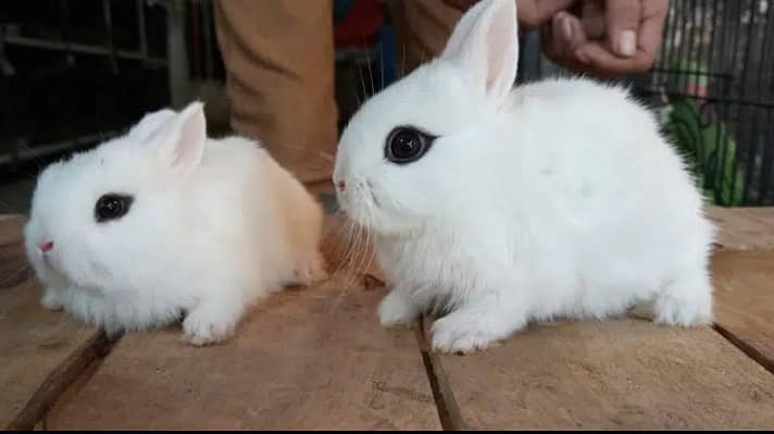 fancy rabbits avilable all breeds 1